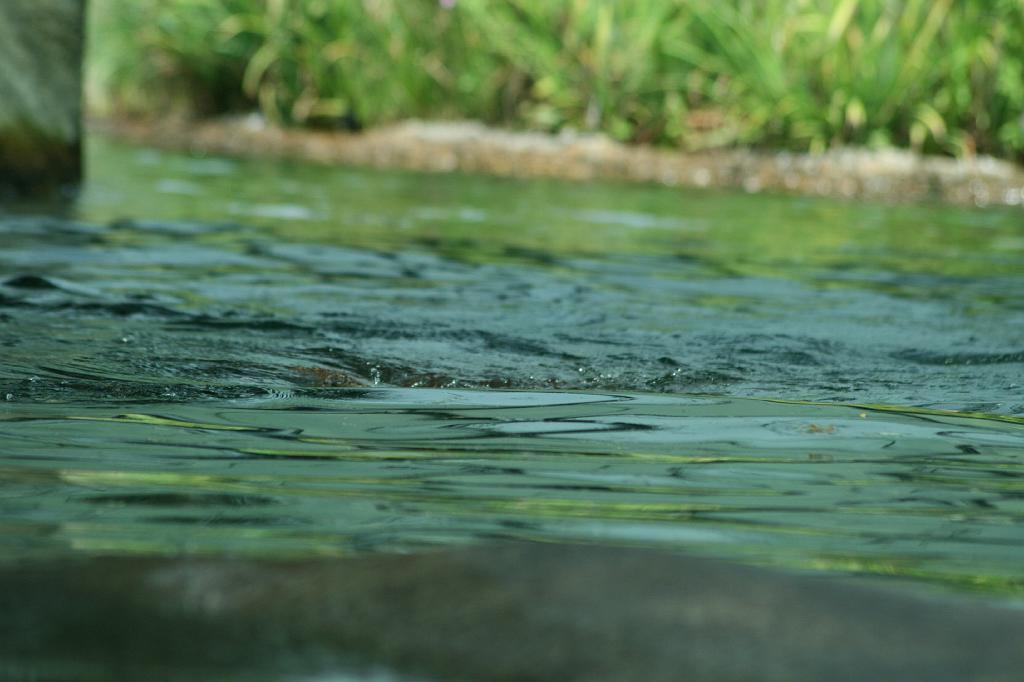 IMG_0451.JPG