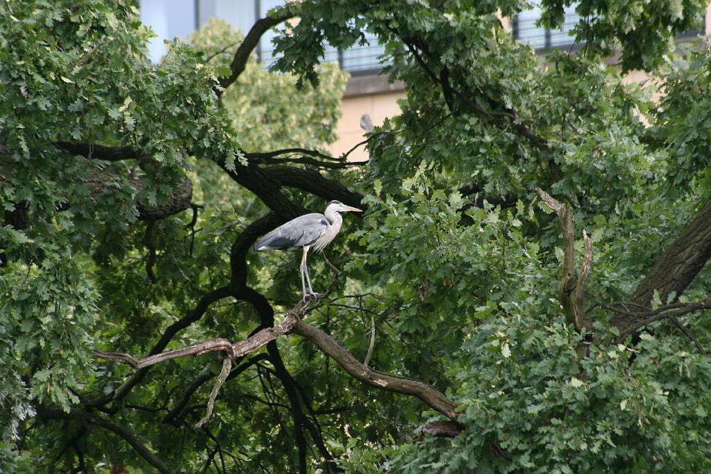 IMG_0718.JPG