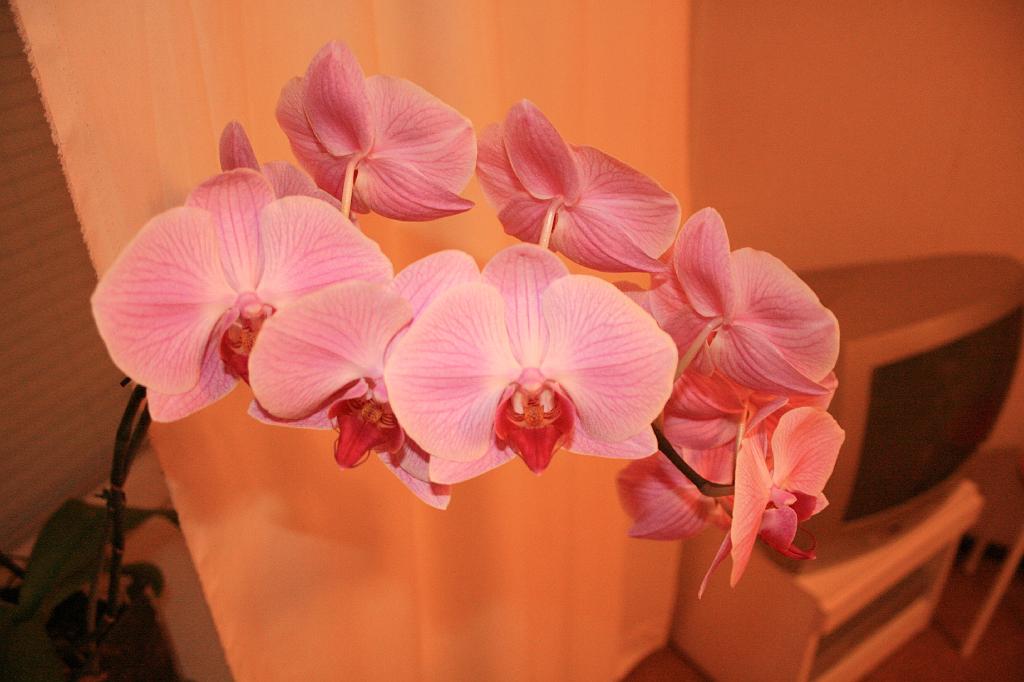 IMG_6775.JPG