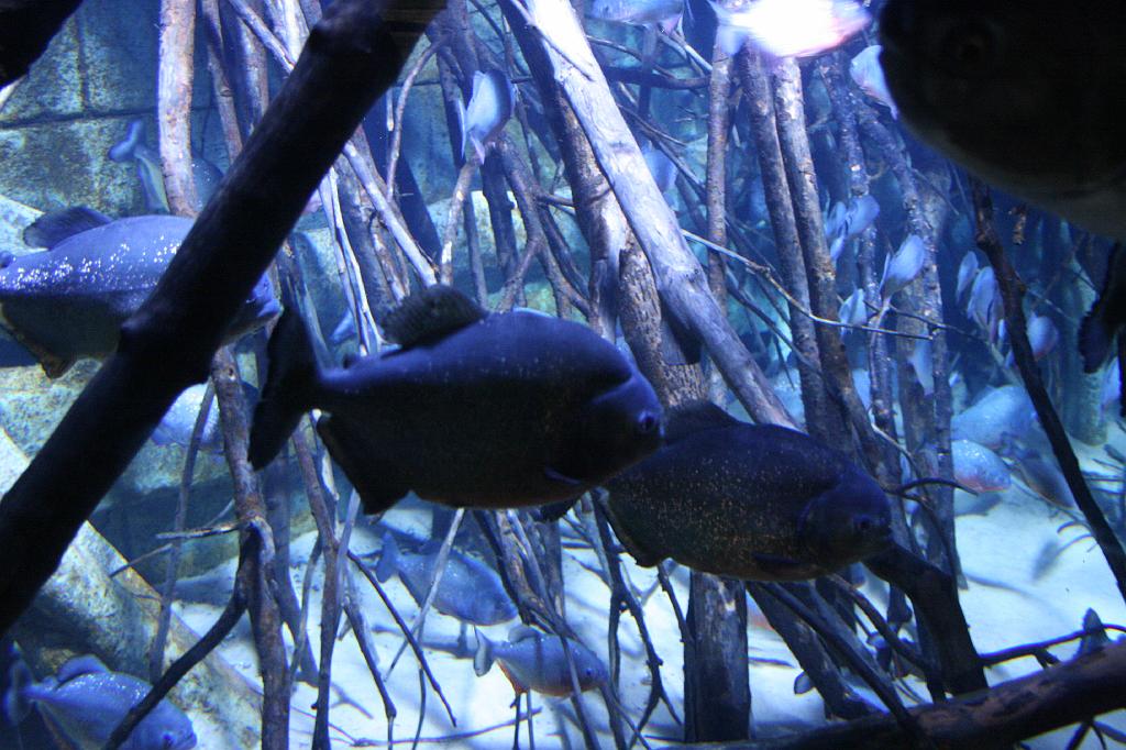 IMG_4832.JPG
