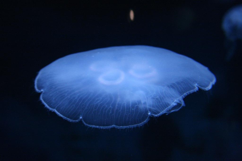 IMG_4887.JPG