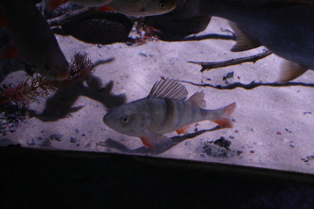 IMG_4918.JPG