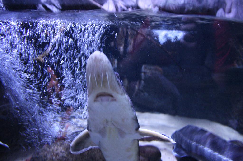 IMG_4921.JPG